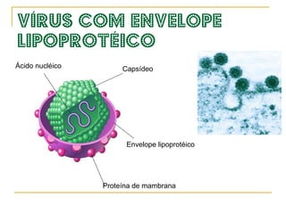 Estrutura típica de um vírus   