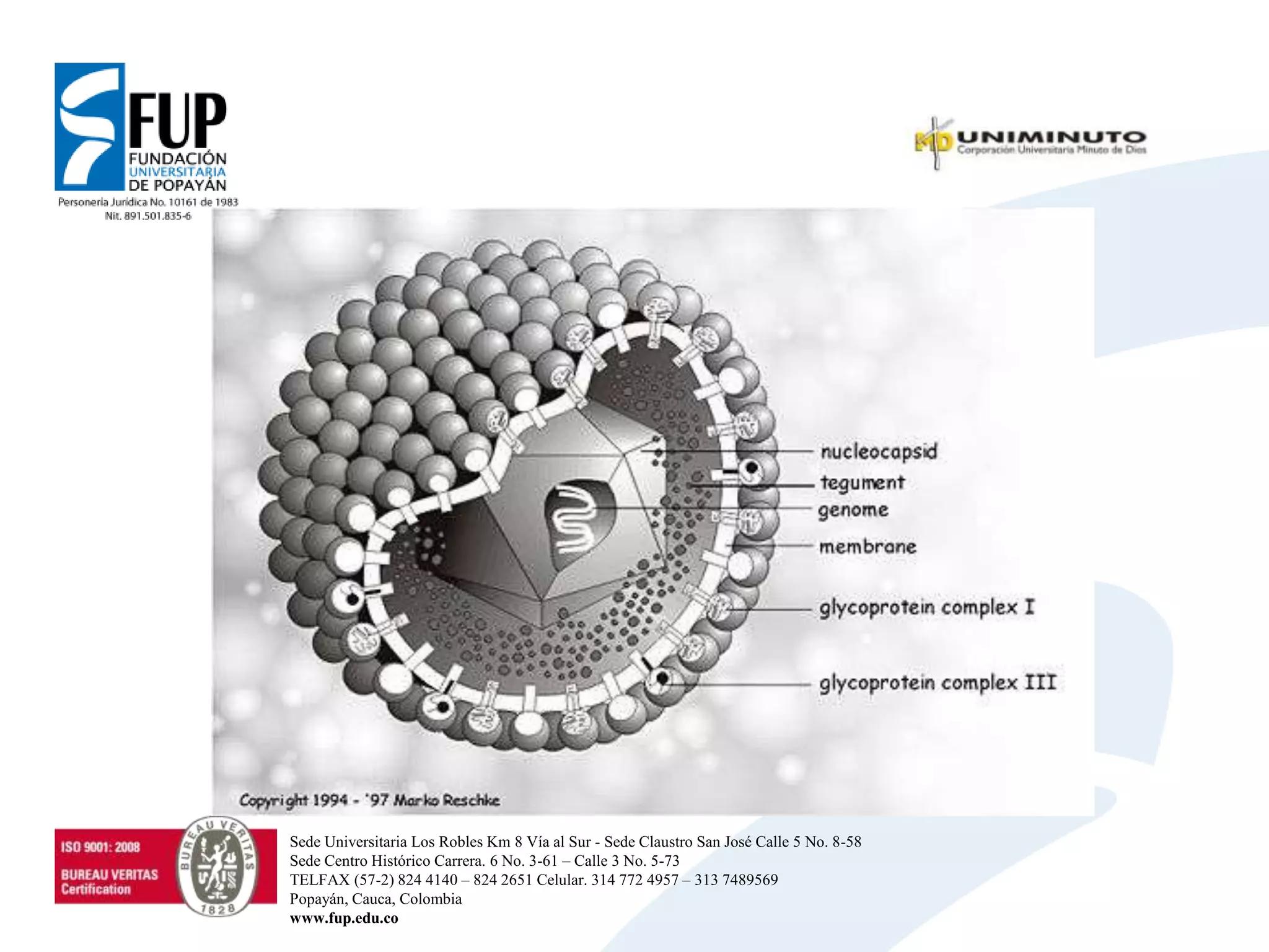 Sede Universitaria Los Robles Km 8 Vía al Sur - Sede Claustro San José Calle 5 No. 8-58
Sede Centro Histórico Carrera. 6 No. 3-61 – Calle 3 No. 5-73
TELFAX (57-2) 824 4140 – 824 2651 Celular. 314 772 4957 – 313 7489569
Popayán, Cauca, Colombia
www.fup.edu.co
 