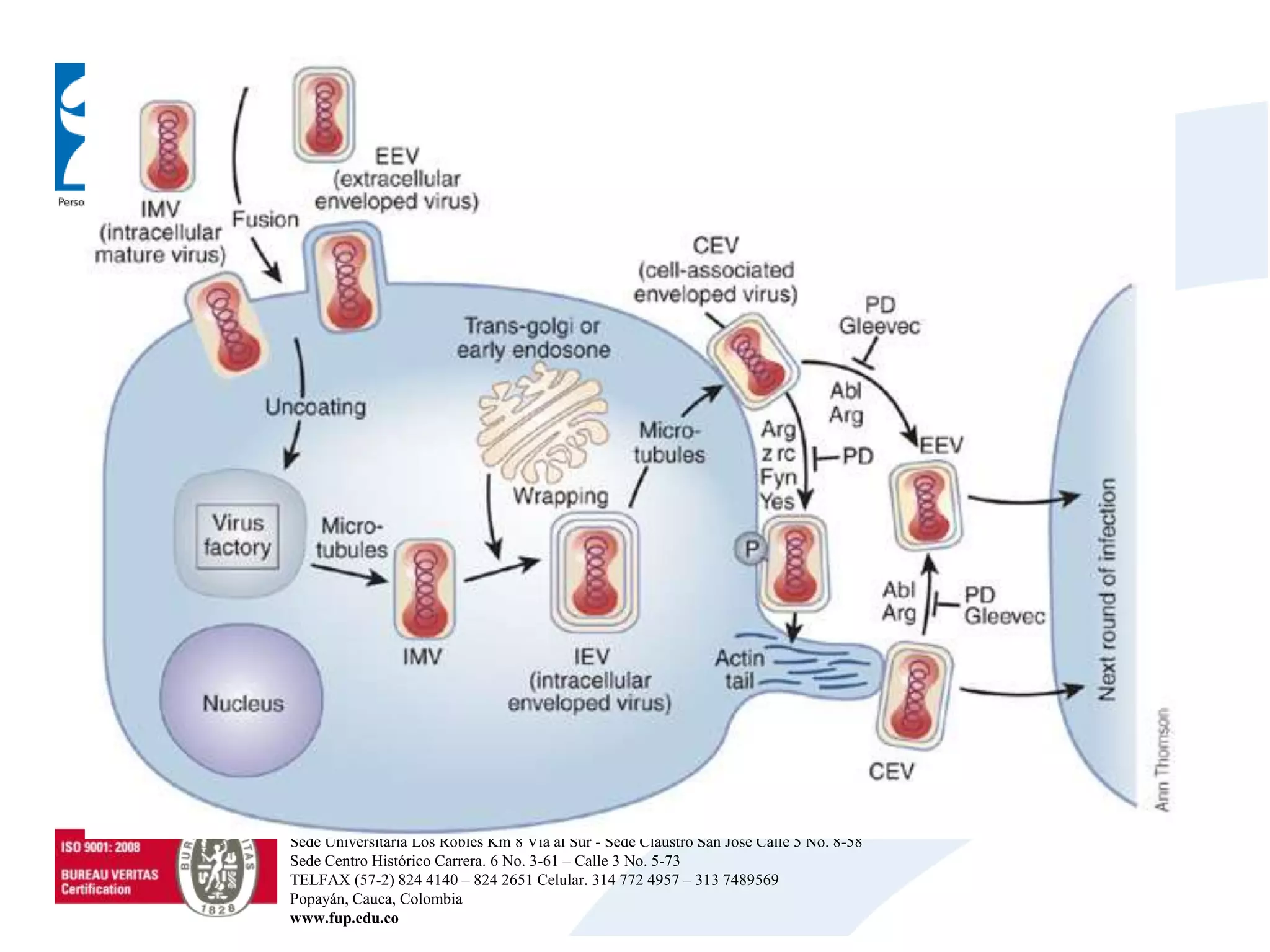 Sede Universitaria Los Robles Km 8 Vía al Sur - Sede Claustro San José Calle 5 No. 8-58
Sede Centro Histórico Carrera. 6 No. 3-61 – Calle 3 No. 5-73
TELFAX (57-2) 824 4140 – 824 2651 Celular. 314 772 4957 – 313 7489569
Popayán, Cauca, Colombia
www.fup.edu.co
 