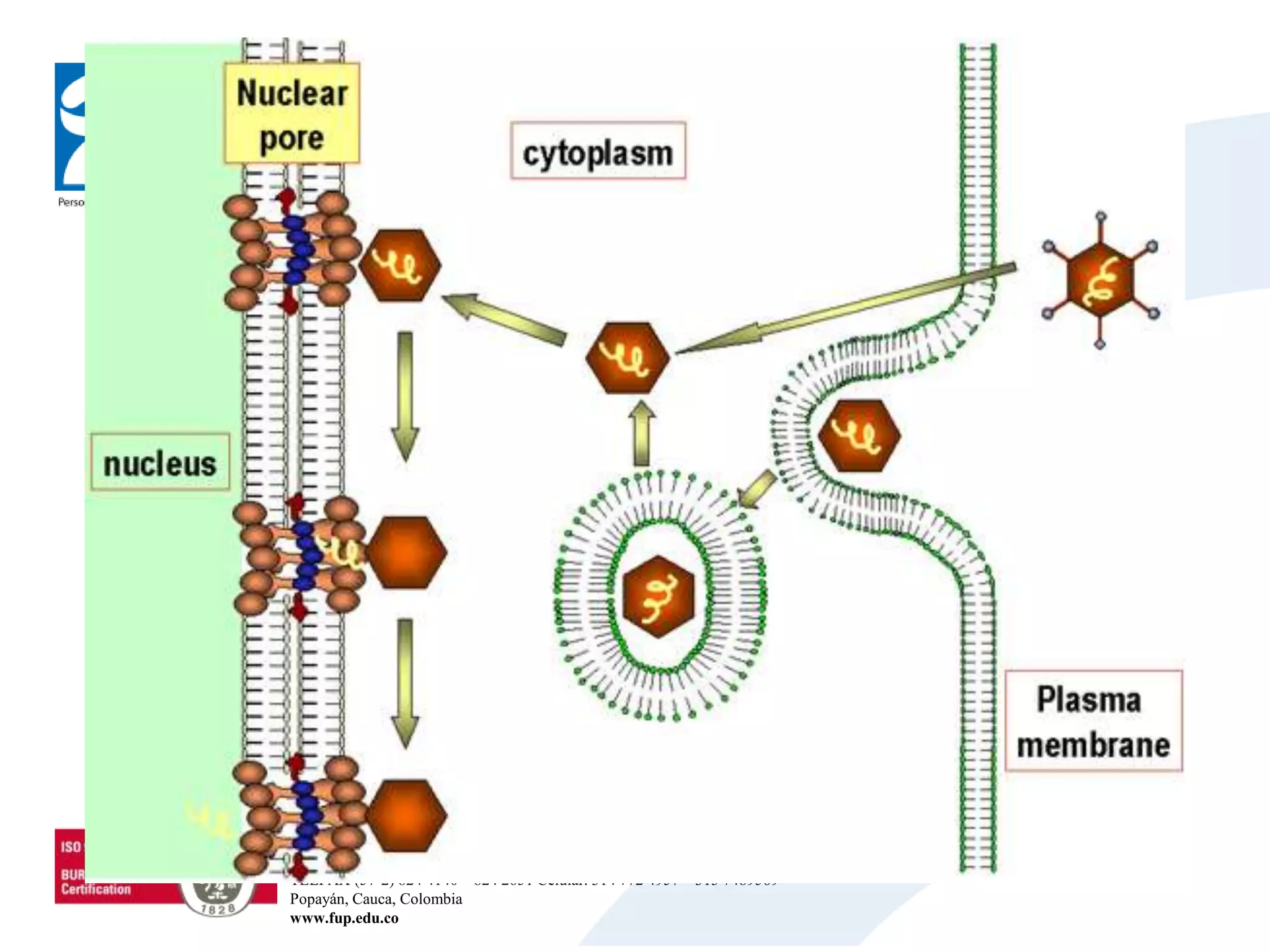 Sede Universitaria Los Robles Km 8 Vía al Sur - Sede Claustro San José Calle 5 No. 8-58
Sede Centro Histórico Carrera. 6 No. 3-61 – Calle 3 No. 5-73
TELFAX (57-2) 824 4140 – 824 2651 Celular. 314 772 4957 – 313 7489569
Popayán, Cauca, Colombia
www.fup.edu.co
 