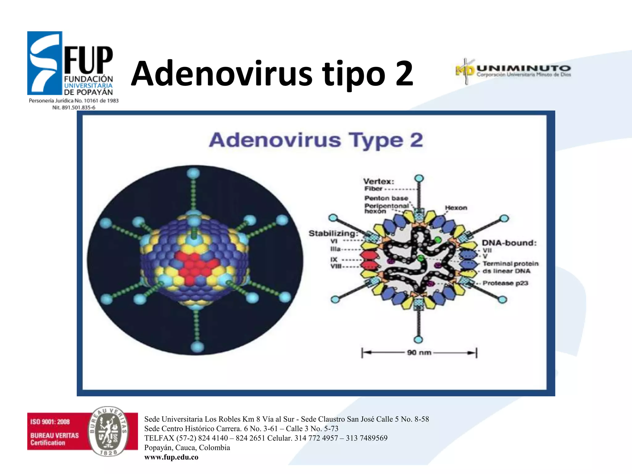 Adenovirus tipo 2
Sede Universitaria Los Robles Km 8 Vía al Sur - Sede Claustro San José Calle 5 No. 8-58
Sede Centro Histórico Carrera. 6 No. 3-61 – Calle 3 No. 5-73
TELFAX (57-2) 824 4140 – 824 2651 Celular. 314 772 4957 – 313 7489569
Popayán, Cauca, Colombia
www.fup.edu.co
 
