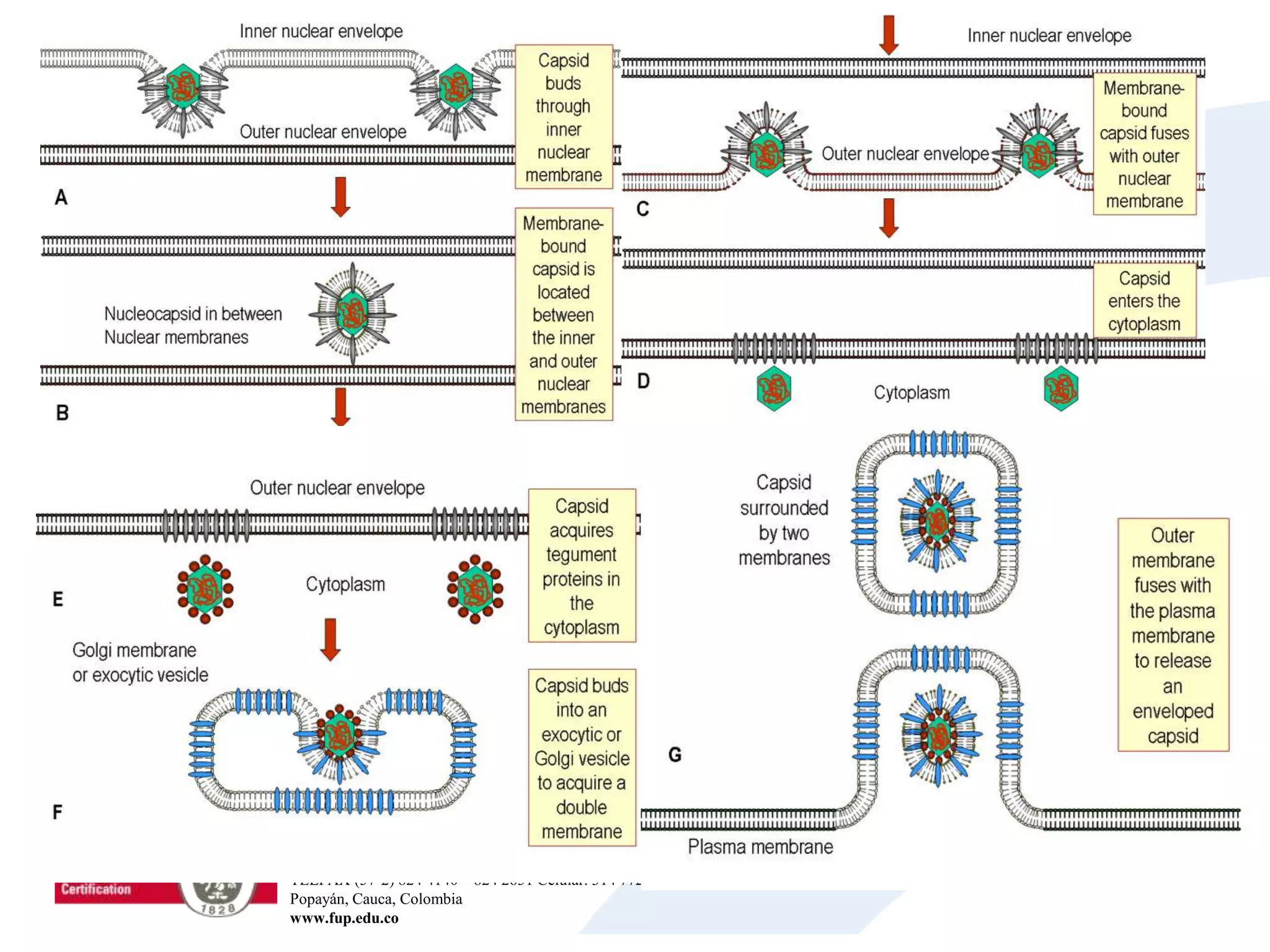 Sede Universitaria Los Robles Km 8 Vía al Sur - Sede Claustro San José Calle 5 No. 8-58
Sede Centro Histórico Carrera. 6 No. 3-61 – Calle 3 No. 5-73
TELFAX (57-2) 824 4140 – 824 2651 Celular. 314 772 4957 – 313 7489569
Popayán, Cauca, Colombia
www.fup.edu.co
 
