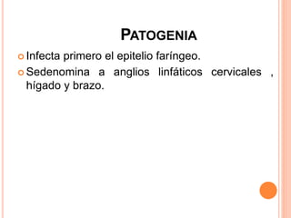PATOGENIA
 Infecta primero el epitelio faríngeo.
 Sedenomina a anglios linfáticos cervicales ,
hígado y brazo.
 