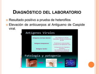 DIAGNÓSTICO DEL LABORATORIO
 Resultado positivo a prueba de heterofilos
 Elevación de anticuerpos al Antigueno de Caspide
viral.
 