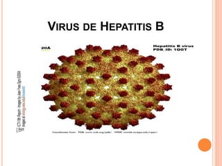 VIRUS DE HEPATITIS B
 