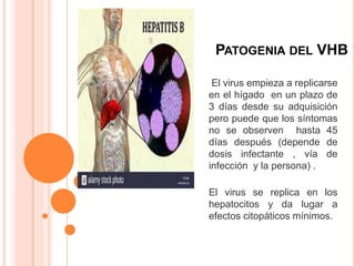 PATOGENIA DEL VHB
El virus empieza a replicarse
en el hígado en un plazo de
3 días desde su adquisición
pero puede que los síntomas
no se observen hasta 45
días después (depende de
dosis infectante , vía de
infección y la persona) .
El virus se replica en los
hepatocitos y da lugar a
efectos citopáticos mínimos.
 
