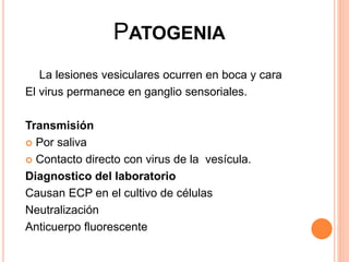 PATOGENIA
La lesiones vesiculares ocurren en boca y cara
El virus permanece en ganglio sensoriales.
Transmisión
 Por saliva
 Contacto directo con virus de la vesícula.
Diagnostico del laboratorio
Causan ECP en el cultivo de células
Neutralización
Anticuerpo fluorescente
 