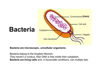 Bacteria are microscopic, unicellular organisms . Bacteria belong to the kingdom Monera . They haven’t a nucleus, their DNA is free inside their cytoplasm. Bacteria are living cells and, in favourable conditions, can multiply fast. Bacteria