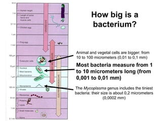 The Mycoplasma genus includes the tiniest bacteria: their size is about 0,2 micrometers (0,0002 mm) How big is a bacterium? Most bacteria measure from 1 to 10 micrometers long (from 0,001 to 0,01 mm) Animal and vegetal cells are bigger: from 10 to 100 micrometers (0,01 to 0,1 mm)