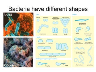 Bacteria have different shapes Bacilli Cocci