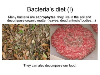 Bacteria’s diet (I) Many bacteria are saprophytes : they live in the soil and decompose organic matter (leaves, dead animals' bodies…) They can also decompose our food!