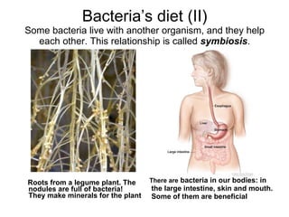 Bacteria’s diet (II) Some bacteria live with another organism, and they help each other. This relationship is called symbiosis . There are bacteria in our bodies: in the large intestine, skin and mouth. Some of them are beneficial Roots from a legume plant. The nodules are full of bacteria! They make minerals for the plant