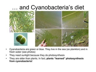 … and Cyanobacteria’s diet Cyanobacteria are green or blue. They live in the sea (as plankton) and in fresh water (see photos) They need sunlight because they do photosynthesis They are older than plants. In fact, plants “learned” photosynthesis from cyanobacteria!