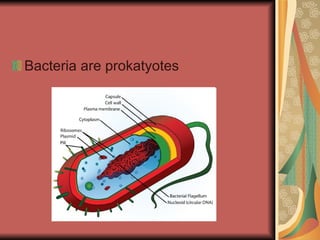 Bacteria are prokatyotes 