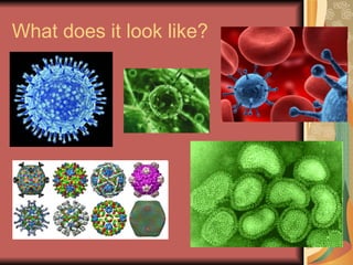 What does it look like? 