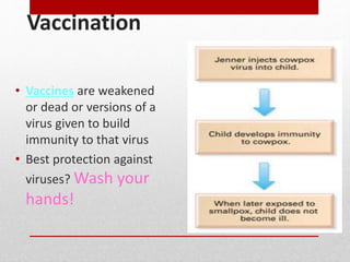 Vaccination
• Vaccines are weakened
or dead or versions of a
virus given to build
immunity to that virus
• Best protection against
viruses? Wash your
hands!
 