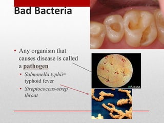 Bad Bacteria
• Any organism that
causes disease is called
a pathogen
• Salmonella typhii=
typhoid fever
• Streptococcus-strep
throat
 