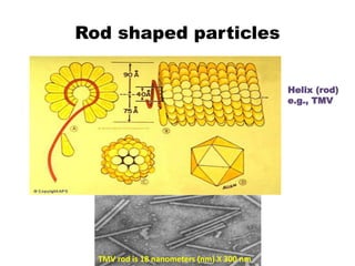 Rod shaped particles
Helix (rod)
e.g., TMV
TMV rod is 18 nanometers (nm) X 300 nm
 