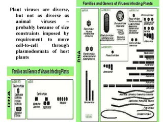 Plant viruses are diverse,
but not as diverse as
animal viruses –
probably because of size
constraints imposed by
requirement to move
cell-to-cell through
plasmodesmata of host
plants
 