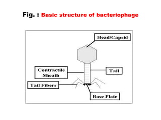 Fig. : Basic structure of bacteriophage
 