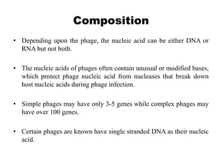 Composition
• Depending upon the phage, the nucleic acid can be either DNA or
RNA but not both.
• The nucleic acids of phages often contain unusual or modified bases,
which protect phage nucleic acid from nucleases that break down
host nucleic acids during phage infection.
• Simple phages may have only 3-5 genes while complex phages may
have over 100 genes.
• Certain phages are known have single stranded DNA as their nucleic
acid.
 