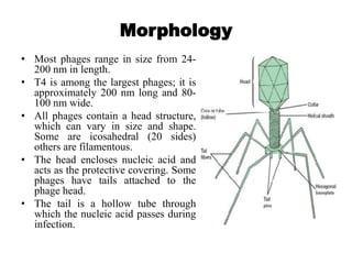 Morphology
• Most phages range in size from 24-
200 nm in length.
• T4 is among the largest phages; it is
approximately 200 nm long and 80-
100 nm wide.
• All phages contain a head structure,
which can vary in size and shape.
Some are icosahedral (20 sides)
others are filamentous.
• The head encloses nucleic acid and
acts as the protective covering. Some
phages have tails attached to the
phage head.
• The tail is a hollow tube through
which the nucleic acid passes during
infection.
 