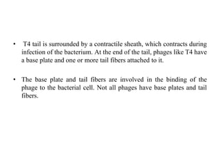 • T4 tail is surrounded by a contractile sheath, which contracts during
infection of the bacterium. At the end of the tail, phages like T4 have
a base plate and one or more tail fibers attached to it.
• The base plate and tail fibers are involved in the binding of the
phage to the bacterial cell. Not all phages have base plates and tail
fibers.
 