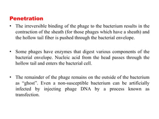 Penetration
• The irreversible binding of the phage to the bacterium results in the
contraction of the sheath (for those phages which have a sheath) and
the hollow tail fiber is pushed through the bacterial envelope.
• Some phages have enzymes that digest various components of the
bacterial envelope. Nucleic acid from the head passes through the
hollow tail and enters the bacterial cell.
• The remainder of the phage remains on the outside of the bacterium
as “ghost”. Even a non-susceptible bacterium can be artificially
infected by injecting phage DNA by a process known as
transfection.
 