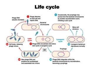 Life cycle
 