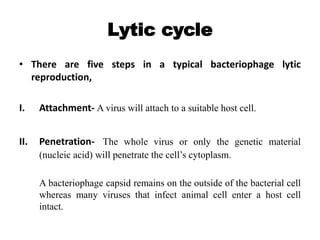 Lytic cycle
• There are five steps in a typical bacteriophage lytic
reproduction,
I. Attachment- A virus will attach to a suitable host cell.
II. Penetration- The whole virus or only the genetic material
(nucleic acid) will penetrate the cell’s cytoplasm.
A bacteriophage capsid remains on the outside of the bacterial cell
whereas many viruses that infect animal cell enter a host cell
intact.
 