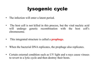 lysogenic cycle
• The infection will enter a latent period.
• The host cell is not killed in this process, but the viral nucleic acid
will undergo genetic recombination with the host cell’s
chromosome.
• This integrated structure is called a prophage.
• When the bacterial DNA replicates, the prophage also replicates.
• Certain external condition such as UV light and x-rays cause viruses
to revert to a lytic cycle and then destroy their hosts.
 