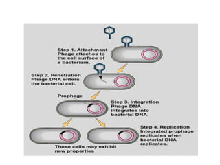 Virus and bacteriophage