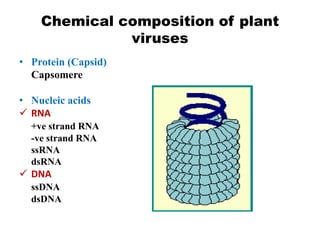 Chemical composition of plant
viruses
• Protein (Capsid)
Capsomere
• Nucleic acids
 RNA
+ve strand RNA
-ve strand RNA
ssRNA
dsRNA
 DNA
ssDNA
dsDNA
 