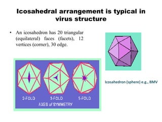 Icosahedral arrangement is typical in
virus structure
• An icosahedron has 20 triangular
(equilateral) faces (facets), 12
vertices (corner), 30 edge.
Icosahedron (sphere) e.g., BMV
 