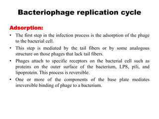 Bacteriophage replication cycle
Adsorption:
• The first step in the infection process is the adsorption of the phage
to the bacterial cell.
• This step is mediated by the tail fibers or by some analogous
structure on those phages that lack tail fibers.
• Phages attach to specific receptors on the bacterial cell such as
proteins on the outer surface of the bacterium, LPS, pili, and
lipoprotein. This process is reversible.
• One or more of the components of the base plate mediates
irreversible binding of phage to a bacterium.
 