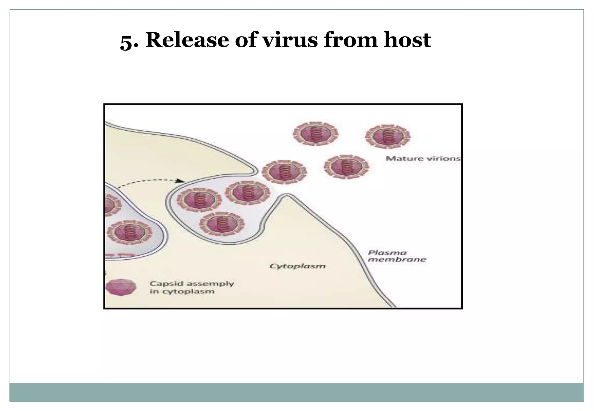 Virus and viral diseases in plants pptx