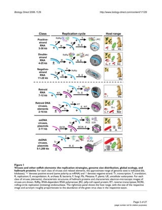 Biology Direct 2006, 1:29 http://www.biology-direct.com/content/1/1/29
Page 3 of 27
(page number not for citation purposes)
Viruses and other selfish elements: the replication strategies, genome size distribution, global ecology, and hallmark proteinsFigure 1
Viruses and other selfish elements: the replication strategies, genome size distribution, global ecology, and
hallmark proteins. For each class of viruses and related elements, the approximate range of genome sizes is indicated (kb,
kilobases). '+' denotes positive strand (same polarity as mRNA) and '-' denotes negative strand. Tr, transcription; T, translation;
R, replication; E, encapsidation; A, archaea; B, bacteria; F, fungi; Mz, Metazoa; P, plants; UE, unicellular eukaryotes. For each
class of viruses (elements), characteristic structures of hallmark proteins and characteristic electron-microscopic images of
viruses are shown. RdRp, RNA-dependent RNA polymerase; JRC, jelly-roll capsid protein; RT, reverse transcriptase; RCRE,
rolling-circle replication (initiating) endonuclease. The rightmost panel shows the host range, with the size of the respective
image and acronym roughly proportionate to the abundance of the given virus class in the respective taxon.
+
Positive-
strand
RNA
3-30 kb - +
R R, E
RdRp
T
T
+
R
JRC
UE Mz
Class Replication cycle Host range
P
Double-
strand
RNA
4-25 kb ±
R R, E
RdRp
T
+
JRC
±
Negative-
strand
RNA
11-20 kb
R R, E
RdRp
T
+-
Tr
-
+
+
Retroid
RNA
7-12 kb +
RT Tr, E
T
+Tr
±
Retroid DNA
viruses,
elements
2-10 kb +
Tr
T
+Tr
±
E, RT
±
RT
RT
B
UE
Mz
P
B
Mz
P
Mz
UE
Mz
P
B
A
F
F
F
ssDNA
viruses,
plasmids
2-11 kb
dsDNA
viruses,
plasmids
5-1,200 kb
+
RCR RCR, E
+Tr
± +
T
RCE
Mz
P
B A
Tr
±
+
T
UE Mz
B
A
S3H
±
R, E
JRC Pr-Pol
 