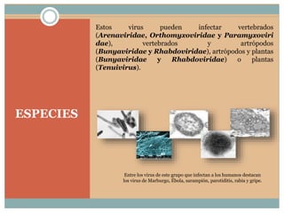 ESPECIES
Estos virus pueden infectar vertebrados
(Arenaviridae, Orthomyxoviridae y Paramyxoviri
dae), vertebrados y artrópodos
(Bunyaviridae y Rhabdoviridae), artrópodos y plantas
(Bunyaviridae y Rhabdoviridae) o plantas
(Tenuivirus).
Entre los virus de este grupo que infectan a los humanos destacan
los virus de Marburgo, Ébola, sarampión, parotiditis, rabia y gripe.
 
