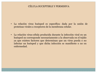 • La relación virus huésped es específica: dada por la unión de
proteínas virales a receptores de la membrana celular.
CÉLULA SUCEPTIBLE Y PERMISIVA
• La relación virus-célula producida durante la infección viral en un
huésped no corresponde necesariamente a la observada en el tejido
ya que existen factores que determinan que un virus pueda o no
infectar un huésped y que dicha infección se manifieste o no en
enfermedad.
 