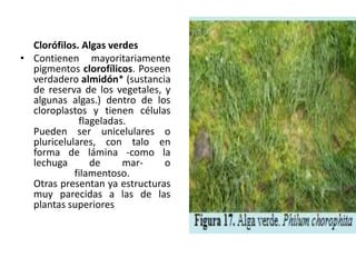 Clorófilos. Algas verdes
• Contienen mayoritariamente
  pigmentos clorofílicos. Poseen
  verdadero almidón* (sustancia
  de reserva de los vegetales, y
  algunas algas.) dentro de los
  cloroplastos y tienen células
             flageladas.
  Pueden ser unicelulares o
  pluricelulares, con talo en
  forma de lámina -como la
  lechuga       de     mar-    o
            filamentoso.
  Otras presentan ya estructuras
  muy parecidas a las de las
  plantas superiores
 