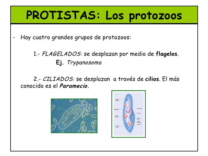 Resultado de imagen de Los protozoos son organismos unicelulares, pero a diferencia de las bacterias