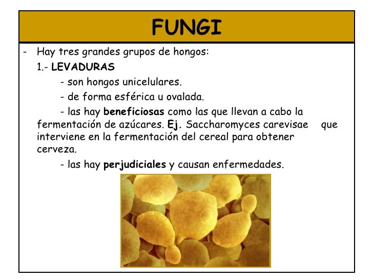 El hongo de la uña que médico