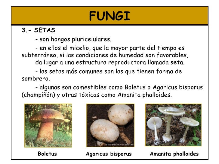 El hongo de la uña en los pies que curar