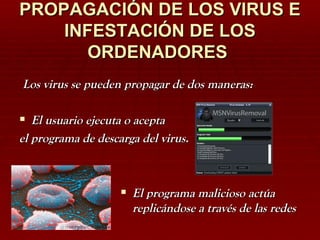 PROPAGACIÓN DE LOS VIRUS E INFESTACIÓN DE LOS ORDENADORES   Los virus se pueden propagar de dos maneras: El usuario ejecuta o acepta  el programa de descarga del virus. El programa malicioso actúa replicándose a través de las redes  