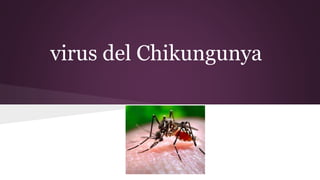 virus del Chikungunya 
 