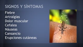 SIGNOS Y SÍNTOMAS
Fiebre
Artralgias
Dolor muscular
Cefalea
Náuseas
Cansancio
Erupciones cutáneas