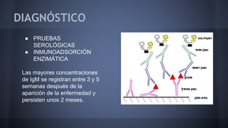 DIAGNÓSTICO
● PRUEBAS
SEROLÓGICAS
● INMUNOADSORCIÓN
ENZIMÁTICA
Las mayores concentraciones
de IgM se registran entre 3 y 5
semanas después de la
aparición de la enfermedad y
persisten unos 2 meses.