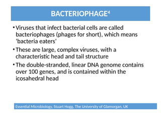 BACTERIOPHAGE4
•Viruses that infect bacterial cells are called
bacteriophages (phages for short), which means
‘bacteria eaters’
•These are large, complex viruses, with a
characteristic head and tail structure
•The double-stranded, linear DNA genome contains
over 100 genes, and is contained within the
icosahedral head
Essential Microbiology, Stuart Hogg, The University of Glamorgan, UK
 