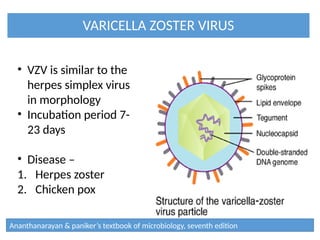 VARICELLA ZOSTER VIRUS
• VZV is similar to the
herpes simplex virus
in morphology
• Incubation period 7-
23 days
• Disease –
1. Herpes zoster
2. Chicken pox
Ananthanarayan & paniker’s textbook of microbiology, seventh edition
 