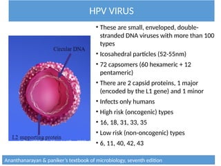 HPV VIRUS
• These are small, enveloped, double-
stranded DNA viruses with more than 100
types
• Icosahedral particles (52-55nm)
• 72 capsomers (60 hexameric + 12
pentameric)
• There are 2 capsid proteins, 1 major
(encoded by the L1 gene) and 1 minor
• Infects only humans
• High risk (oncogenic) types
• 16, 18, 31, 33, 35
• Low risk (non-oncogenic) types
• 6, 11, 40, 42, 43
Ananthanarayan & paniker’s textbook of microbiology, seventh edition
 